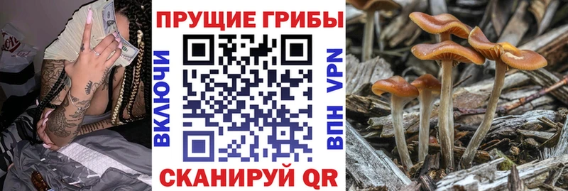 Галлюциногенные грибы GOLDEN TEACHER  Купить где  Дудинка 